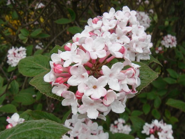 Viburnum bitchiuense